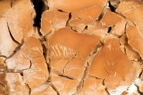 Dried baker's yeast