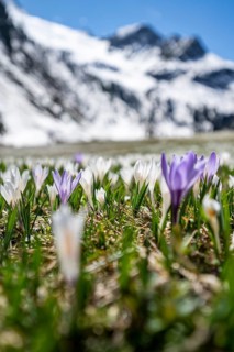 Meadow full of white and purple crocuses