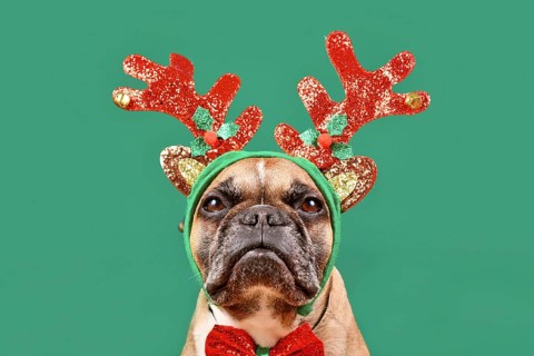 French Bulldog dog wearing Christmas reindeer antler headband in front of green background