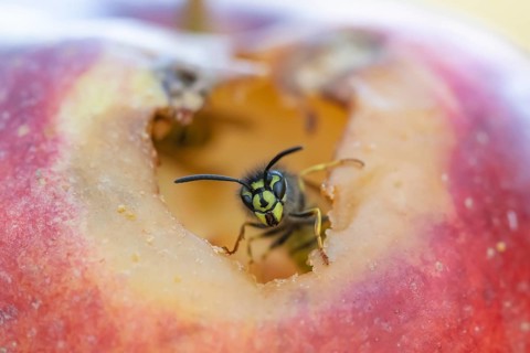 Common wasp