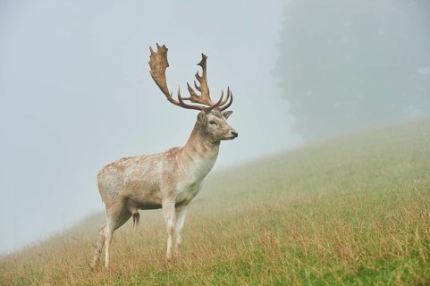 Damhirsch
