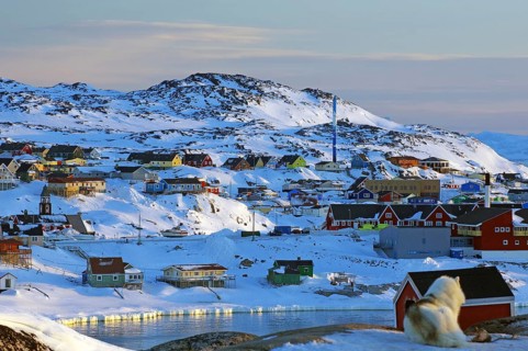 Sled dog in front of different coloured houses in wintry landscape