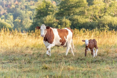 Cow with her calf. Cows in the pasture in the morning. Montbeliarde cow in the Jura. France