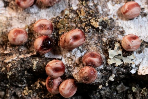 Atlas silk moth some reddish eggs