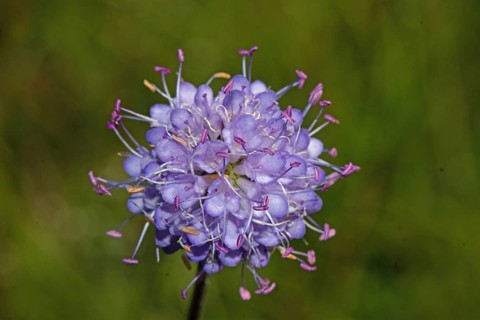 Common devil's-bit purple flower