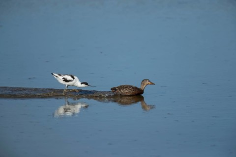 Avocet