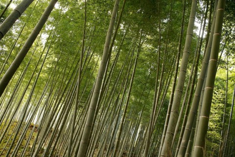 Bamboo trunks in the Arashiyama bamboo forest in Kyoto