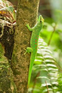 Madagascar giant day gecko