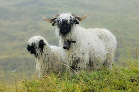 Valais black-nosed domestic sheep