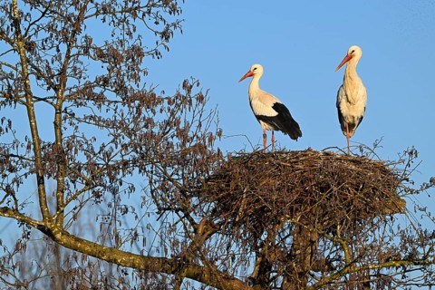 Two white storks