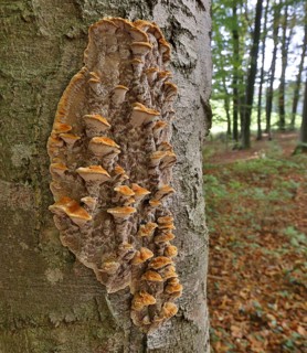 Tree fungus on a beech trunk