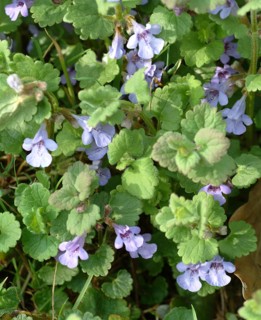 Medicinal plant Gundermann