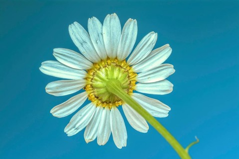 Medicinal plant Chamomile