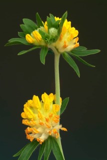 Common kidney vetch