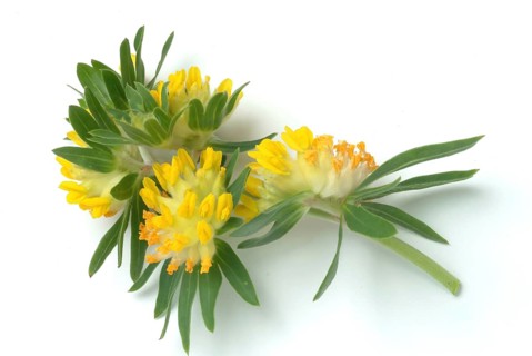 Common kidney vetch