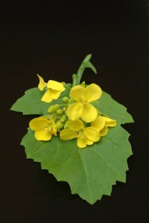 Black mustard
