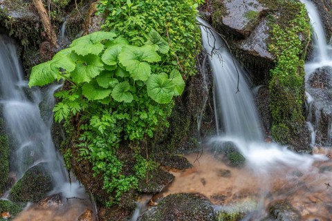 Small waterfall of fresh water amidst the lush vegetation in the mountains. Vosges