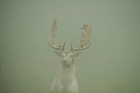Damhirsch
