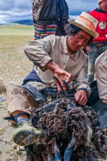 Tibetan shepards shaving sheeps along the road from Tsochen to Lhasa