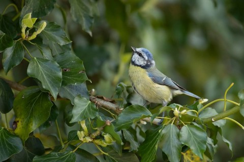 Blue tit
