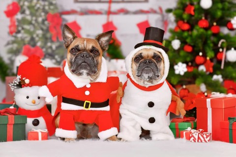 Pair of French Bulldog dogs wearing funny Christmas costumes dressed up as Snowman and Santa Claus