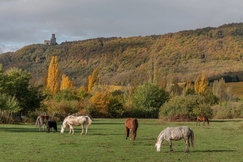 Horses quietly digging in a paddock in autumn. Alsace
