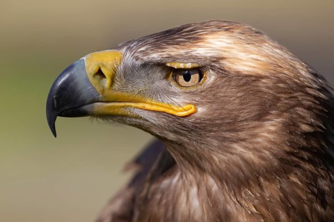 Steppe eagle