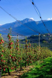 Apple groves