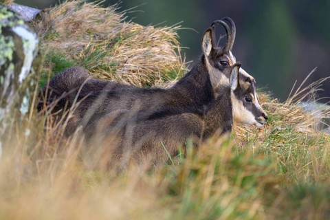 Chamois