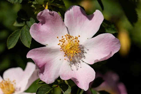 Hedge Rose Pink Flower and Green Leaves