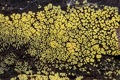 White-yellow net cushion many yellow fruiting bodies next to each other on tree trunk
