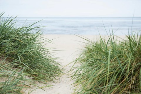 European marram grass