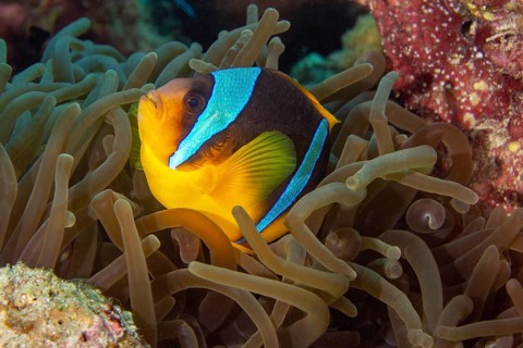 Red sea clownfish