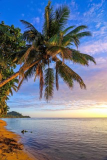 Palm trees on a beach at sunrise on Island Ile Sainte Marie