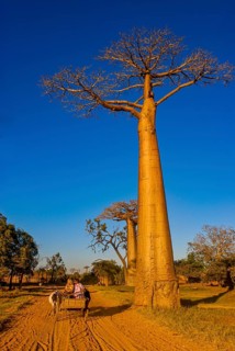 Ox cart at the Avenue de Baobabs near Morondavia