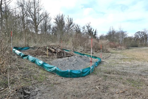 Artificial replacement biotope with foil fence for the relocation of sand lizards