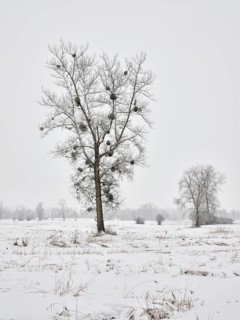 Winter landscape