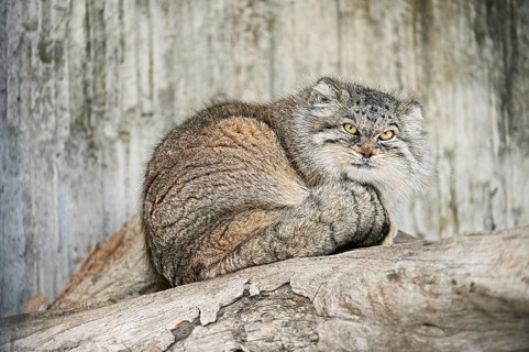 Manul or Pallas' cat