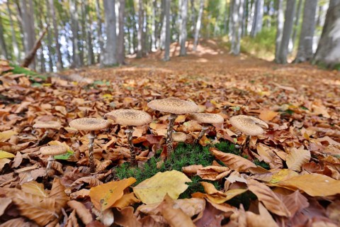 Fungi in an autumnal deciduous forest