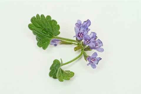 Medicinal plant Gundermann