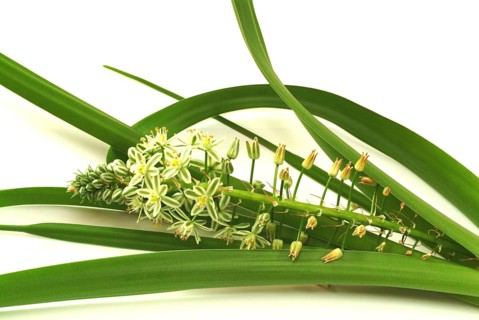 Medicinal plant genuine sea onion
