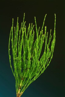 Field horsetail