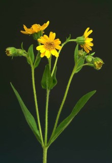 Arnica
