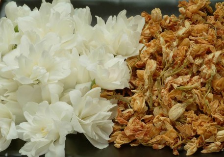 True common jasmine