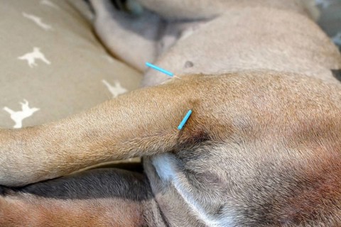 Two long blue acupuncture needles sticking in upper arm of dog to treat severe skin condition caused by allergies