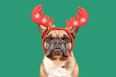 Fawn French Bulldog dog wearing red Christmas reindeer antler headband in front of green background