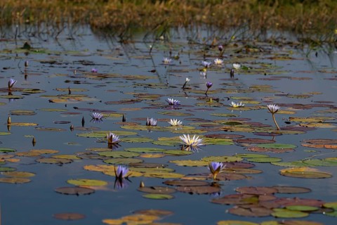 Water lilies