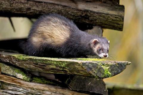 European polecat