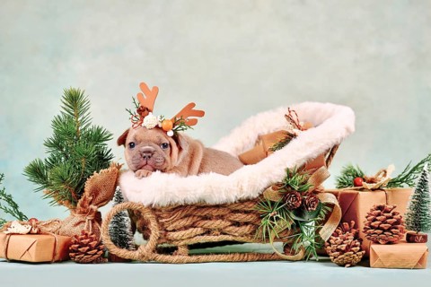 Red fawn French Bulldog dog puppy in Christmas sleigh carriage surrounded by seasonal decoration