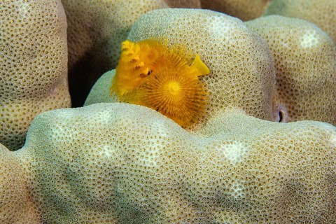 Christmas tree worm